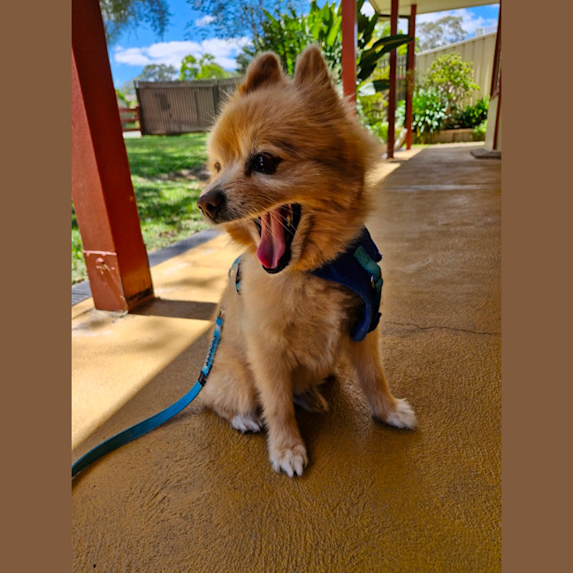 Photo of Ricco   10 Year Old Pomeranian (Trial)