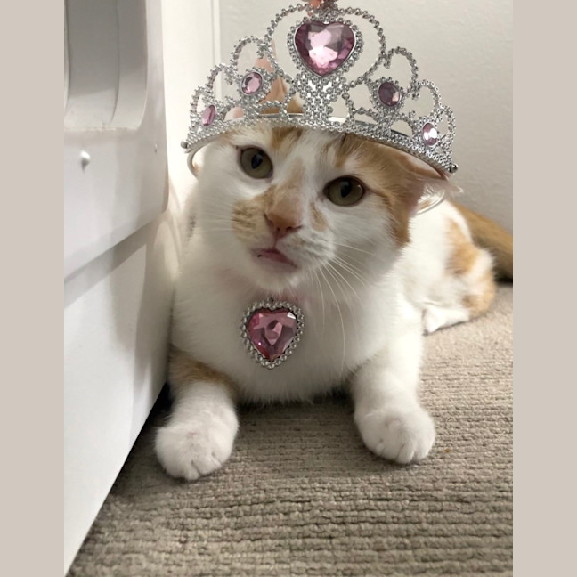 Photo of Xena: Warrior Princess
