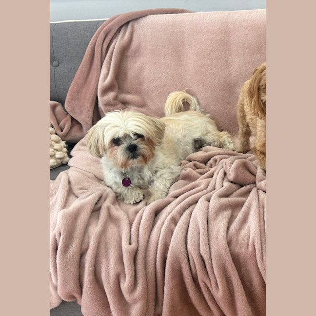 Photo of Cindy   12 Year Old Maltese X Shih Tzu