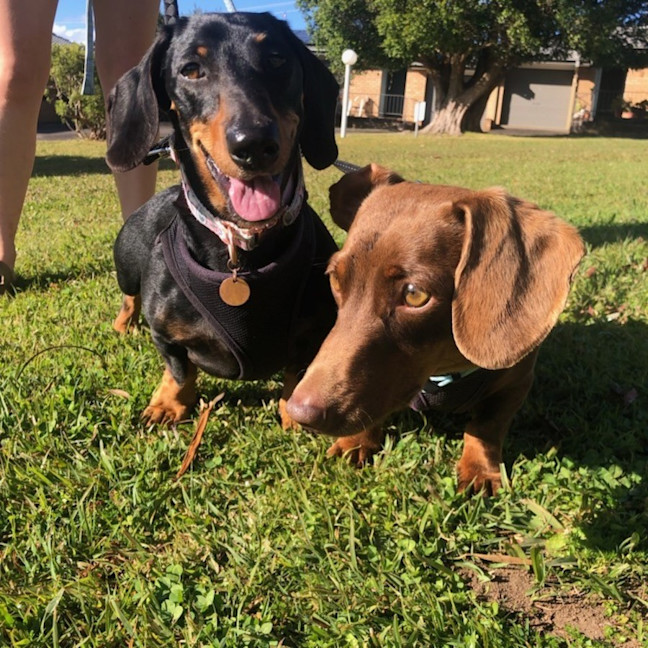 Photo of Louie & Daisy