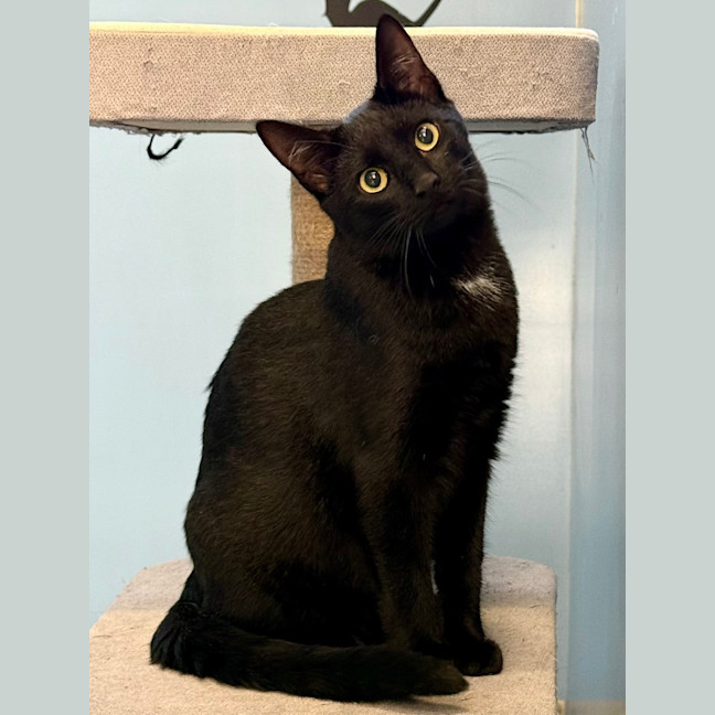 Photo of Raven