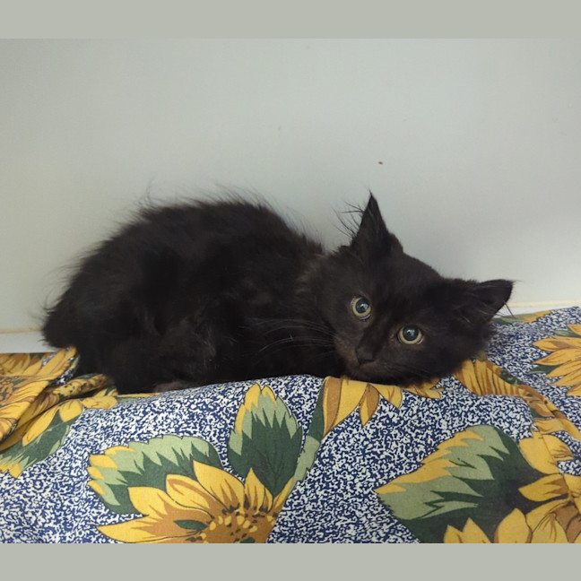 Photo of Peppercorn