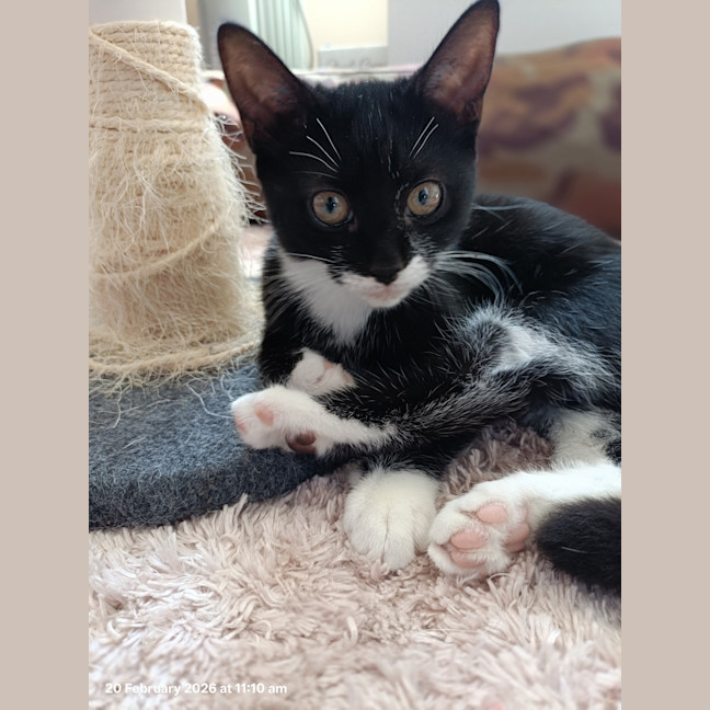 Photo of Princess Sparkles