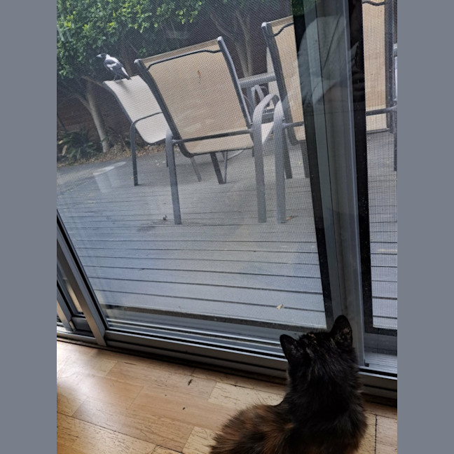 Photo of Stella 