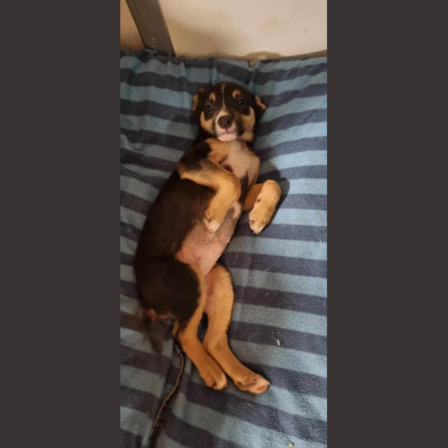Photo of Gypsy