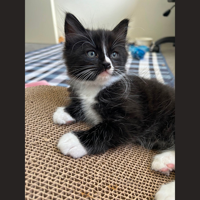 Photo of Stripe