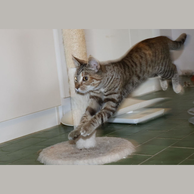 Photo of June Bug   Available At Pet Quarters Belmont