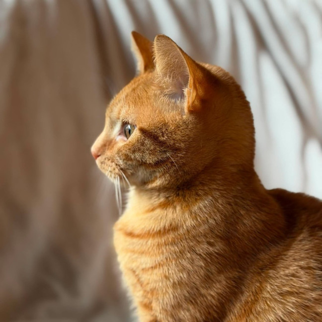 Photo of Boris   In Foster Care In Templestowe