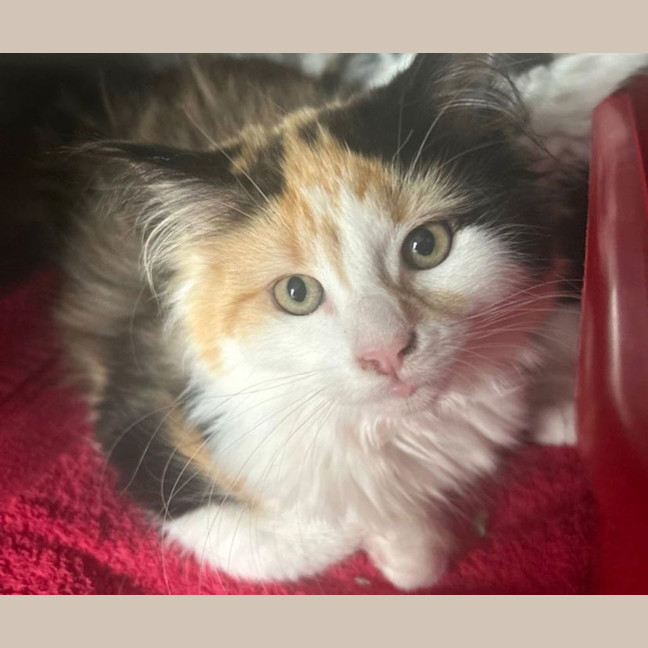 Photo of Petunia