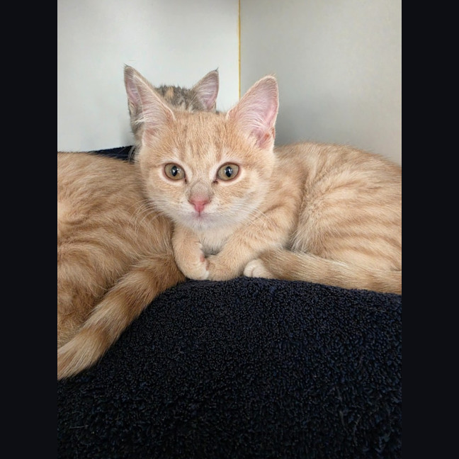 Photo of Emerald