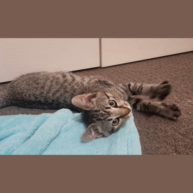 Photo of Logan   Located In Templestowe