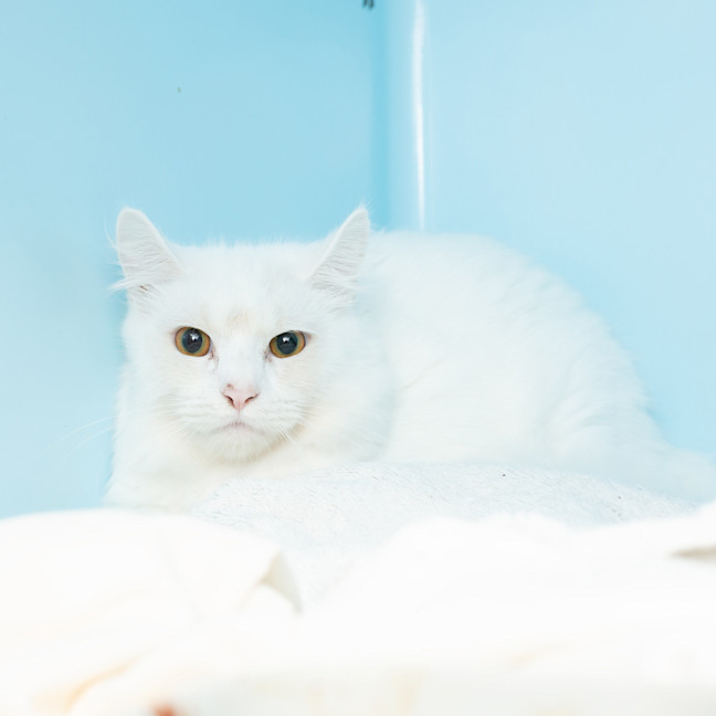 Photo of Marshmellow