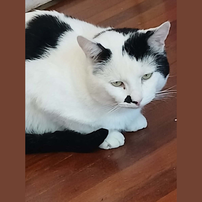 Photo of Cow   2 Year Old Domestic Short Hair