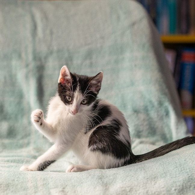 Photo of Finch