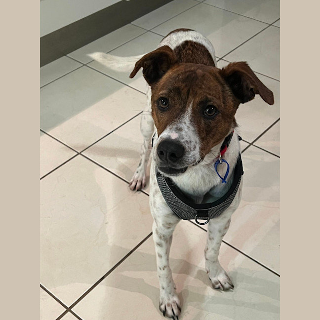Photo of Milo   16 Month Old Jack Russell X Kelpie