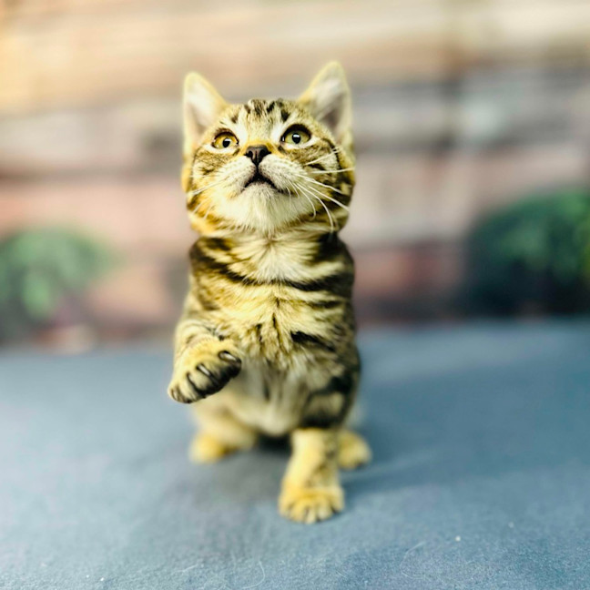 Photo of Mimosa   Located In Preston 