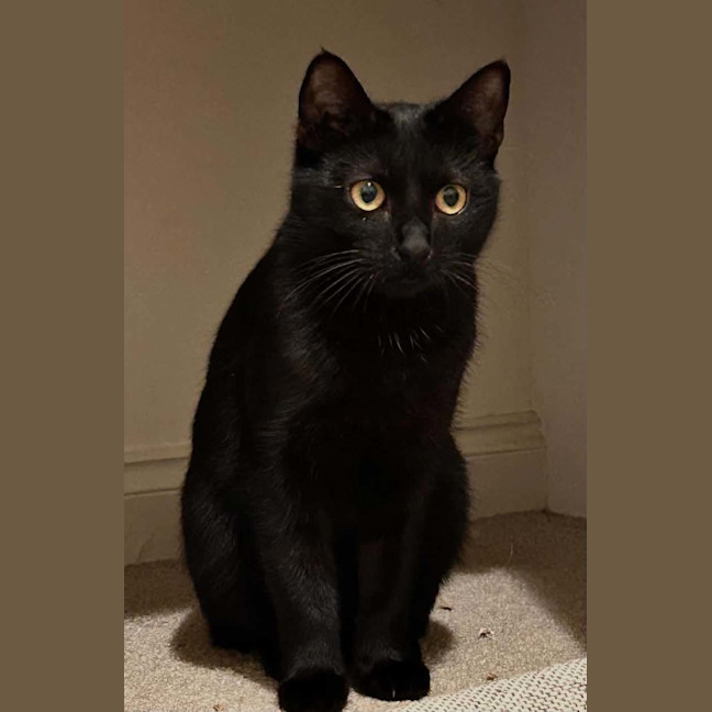 Photo of Willow 