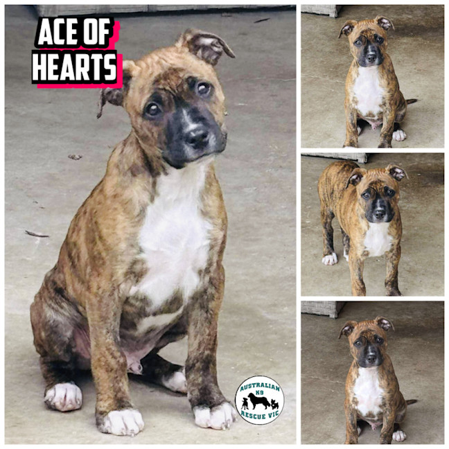 Photo of Ace Of Hearts 