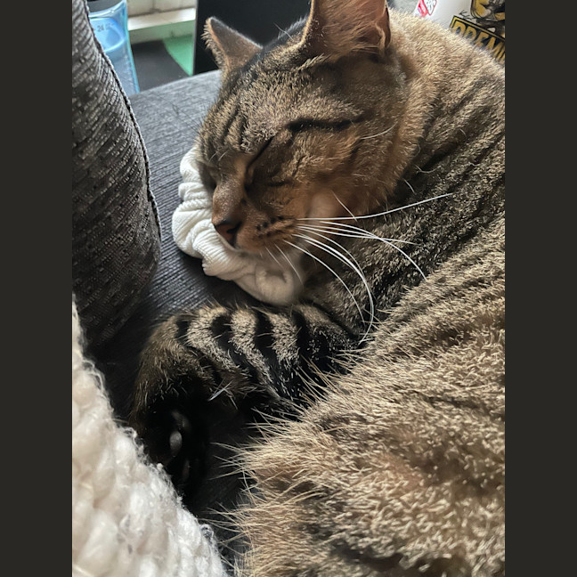 Photo of Beans