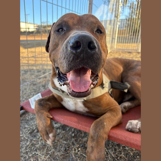 Photo of Mojo