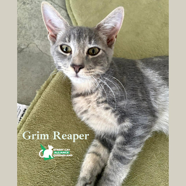 Photo of Grim Reaper