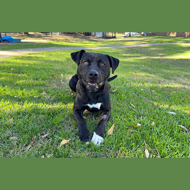 Photo of Hank