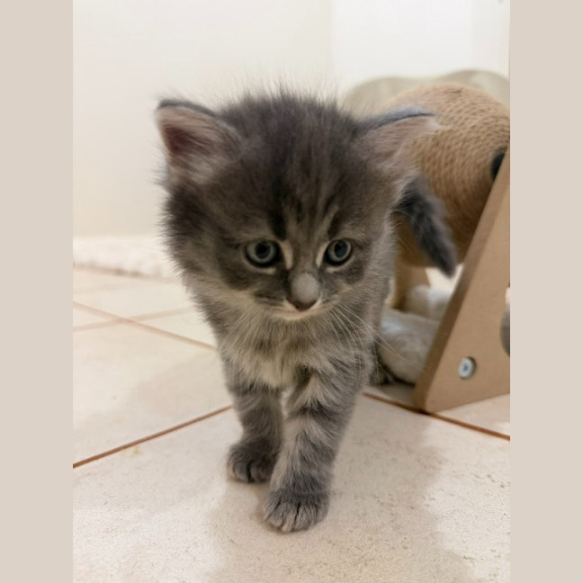 Photo of Earl Grey