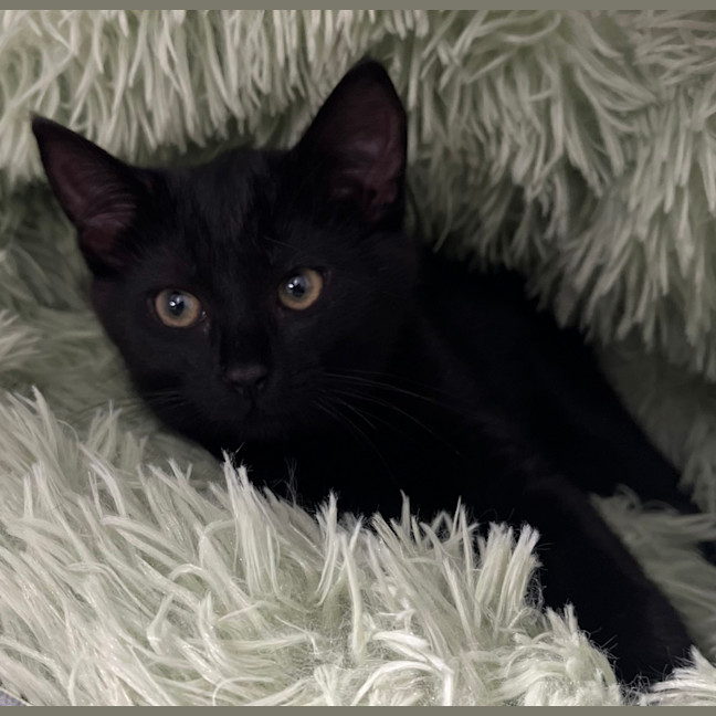 Photo of Percy