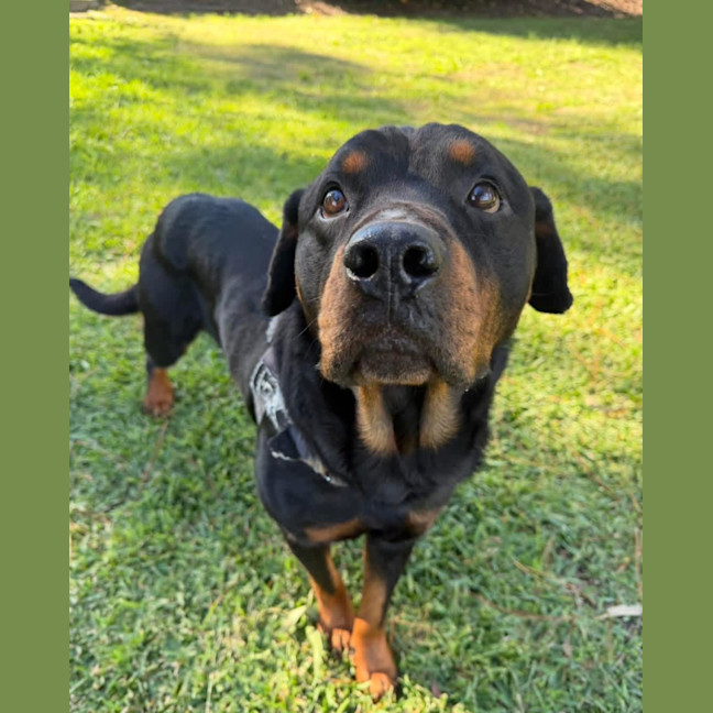Photo of Chunk