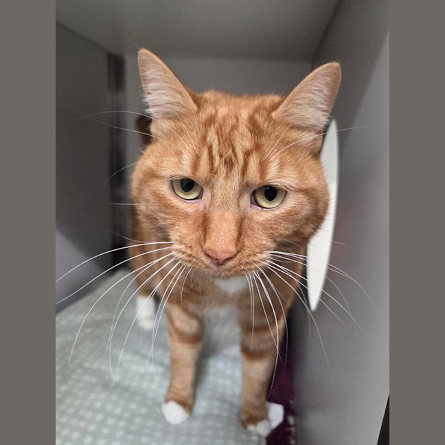 Photo of Cheeto