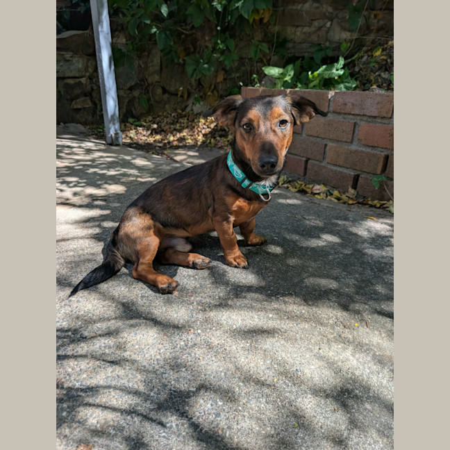 Photo of Louie