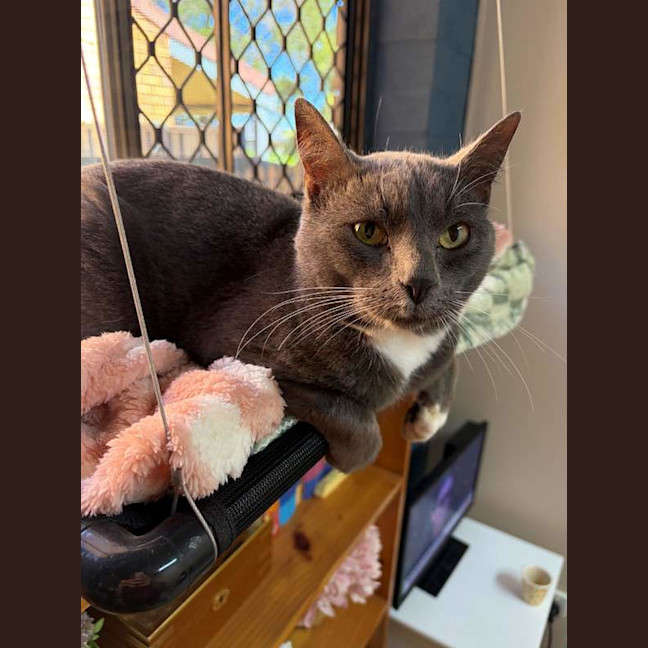 Photo of Smokey