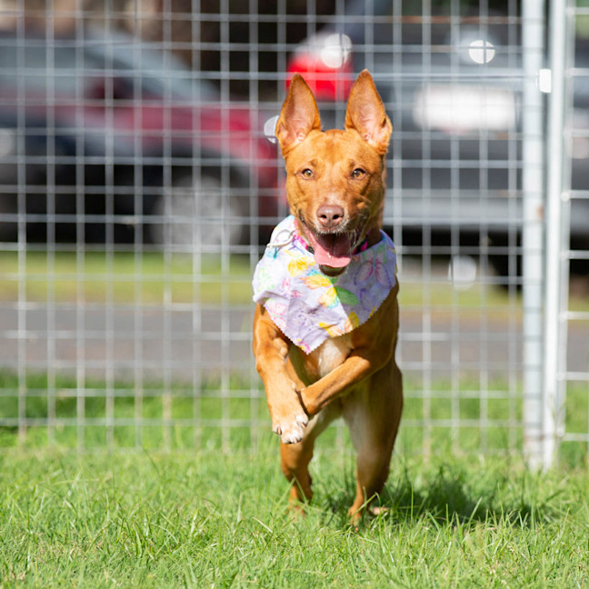 Photo of Nova
