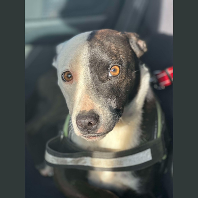 Photo of Rocky "Urgent Foster Carer Needed"