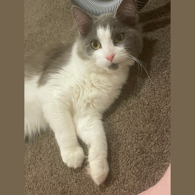 Photo of Ash
