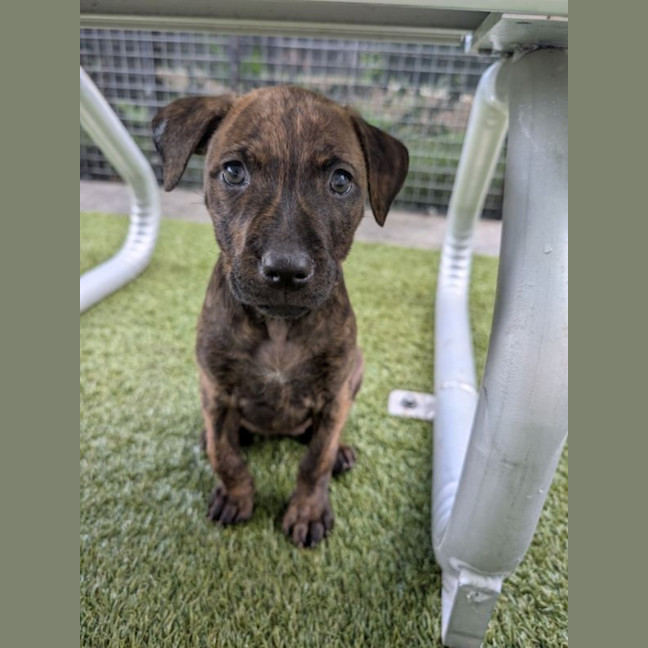 Photo of D1128 Bindi