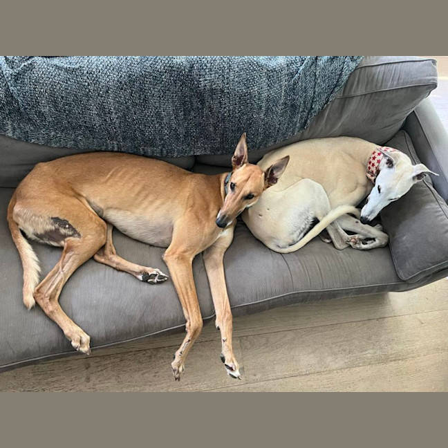 Photo of Rusty, The Greyhound