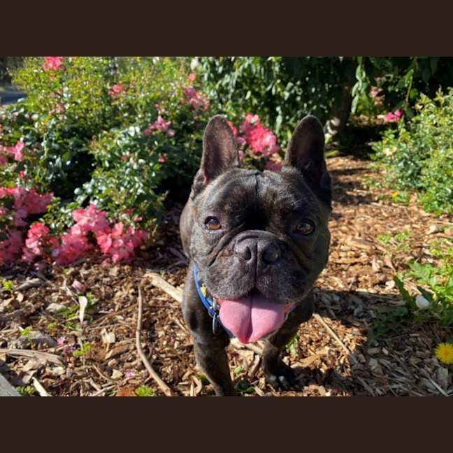 Photo of Vintage Wensleydale