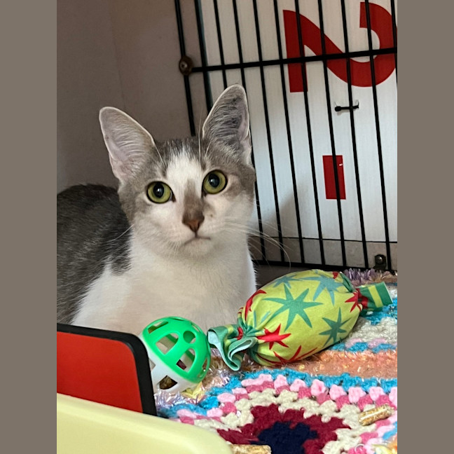 Photo of Lunar