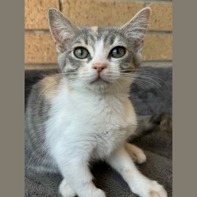 Photo of Pixie   In Foster Care In Cranbourne