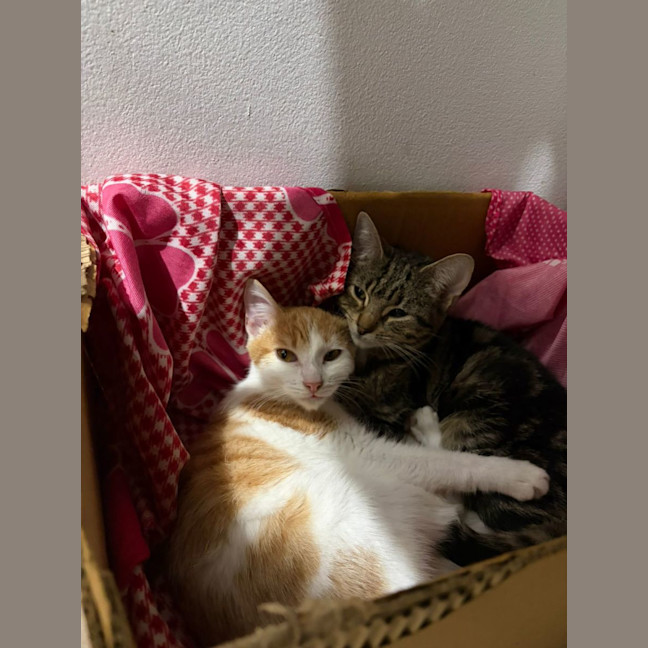 Photo of Chichi And Bagel