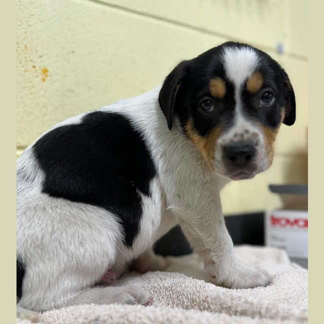 Photo of Patches