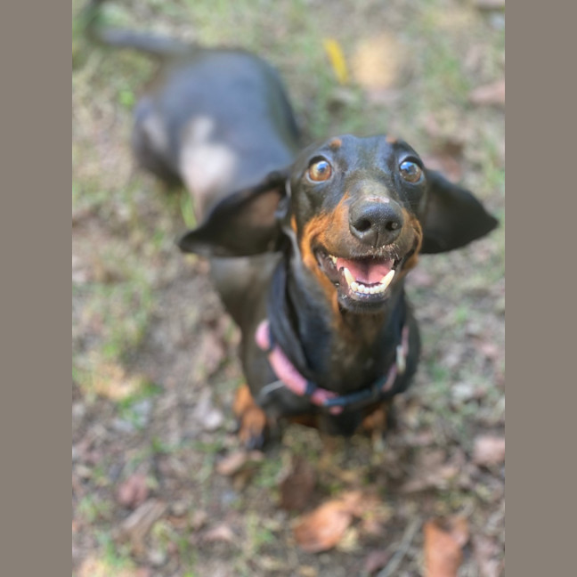 Photo of Roxy