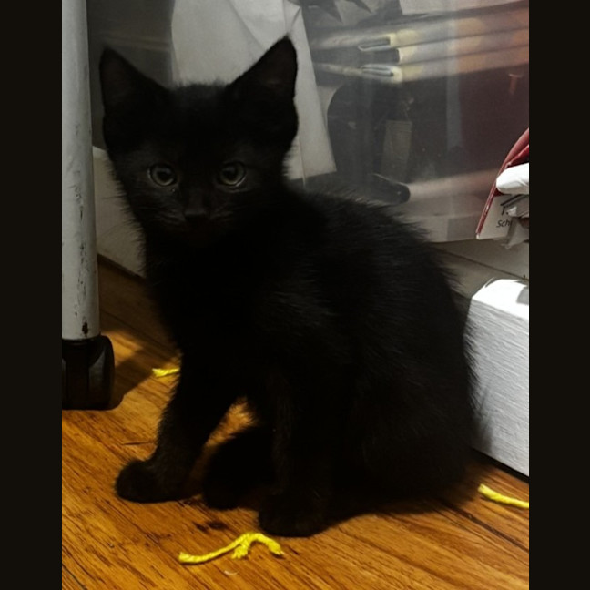 Photo of Blackcurrant