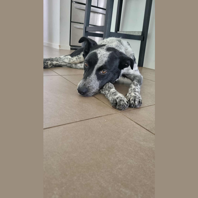 Photo of Lady Pepper