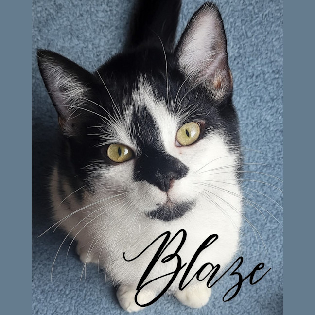 Photo of 🐈‍⬛ Blaze 💕