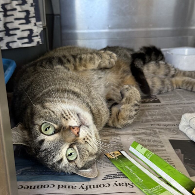 Photo of Butterball Brown