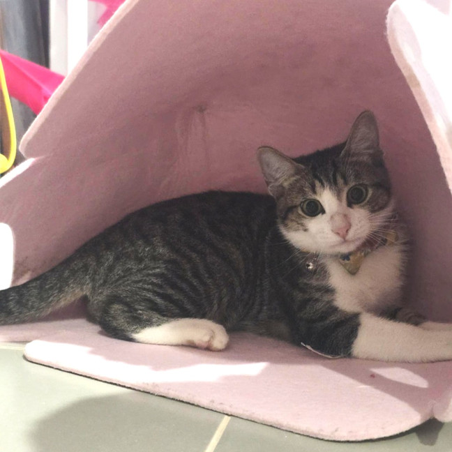 Photo of Hunter