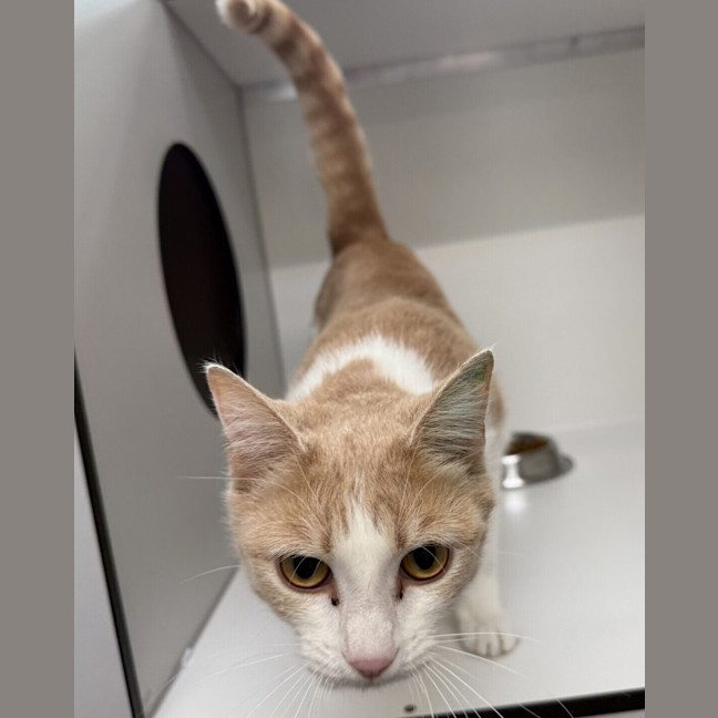 Photo of Maple