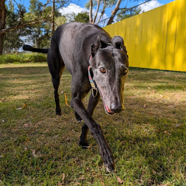 Photo of Tutu The Greyhound